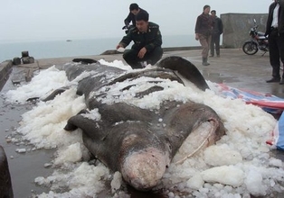 福建の漁船が巨大怪魚を捕獲、体長8M・体重5トン