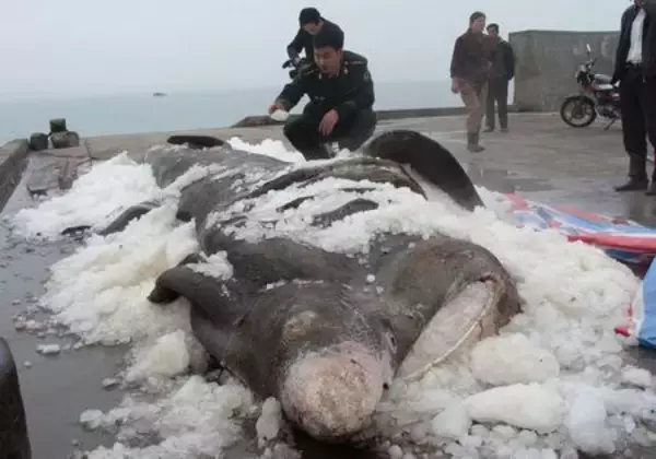 福建の漁船が巨大怪魚を捕獲、体長8M・体重5トン