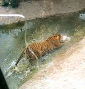 野生動物園のトラに襲われ少年死亡―北京