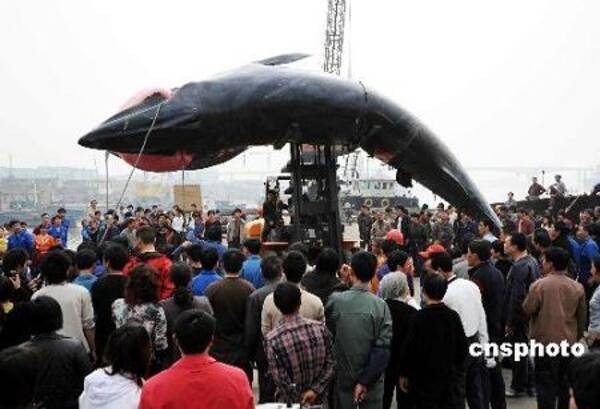 重さ約10トン 謎の巨大魚が発見される 浙江 舟山 09年3月日 エキサイトニュース