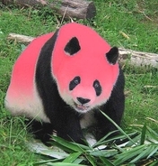 四川でピンクのパンダ保護、笹食べず果物好む―4月1日