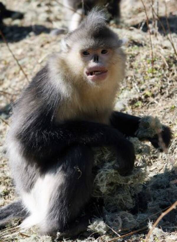 孫悟空は韓国人 で 日本人も 目まい 中国 09年4月9日 エキサイトニュース