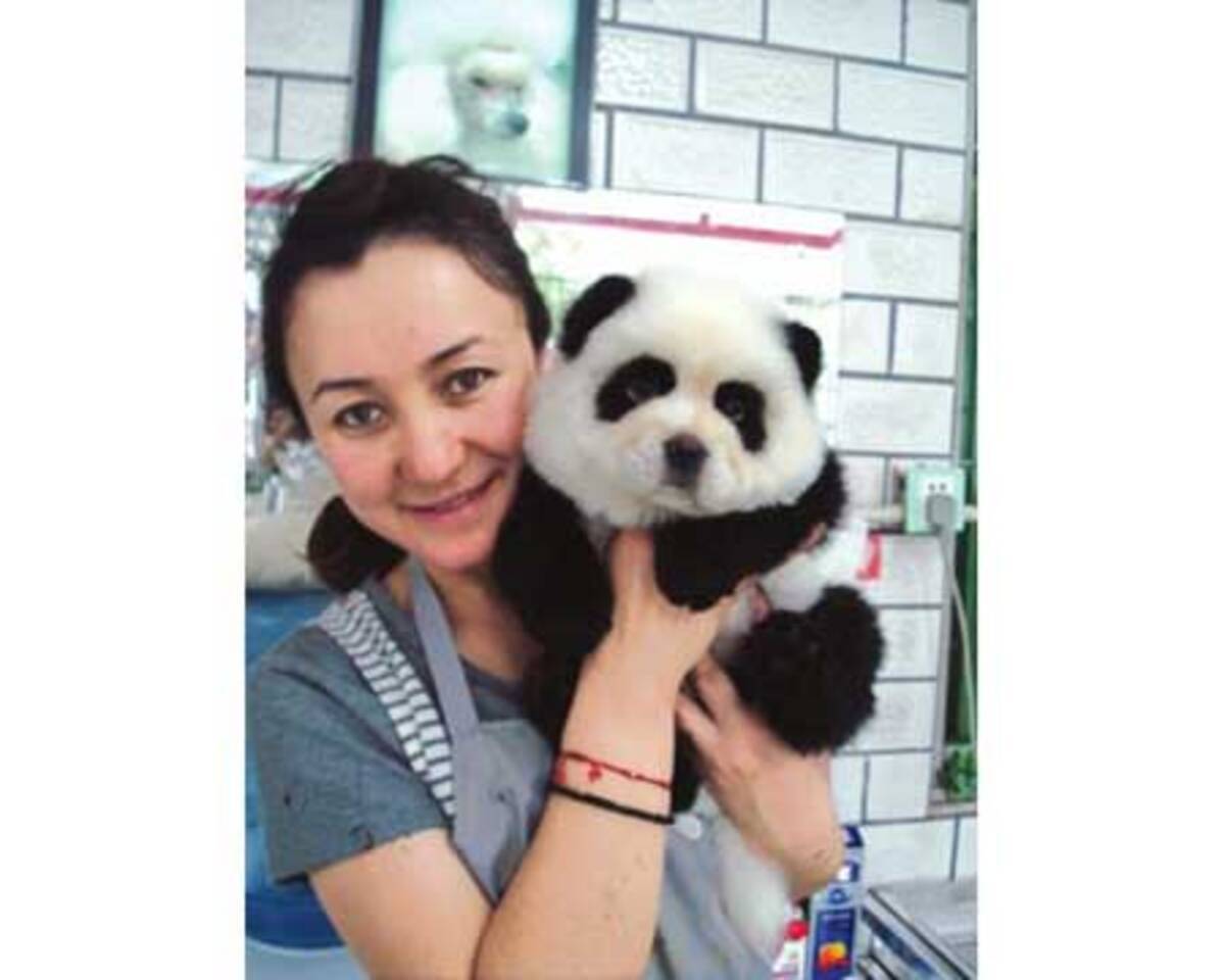 チャウチャウを パンダ に変身させることが流行 中国 09年6月18日 エキサイトニュース