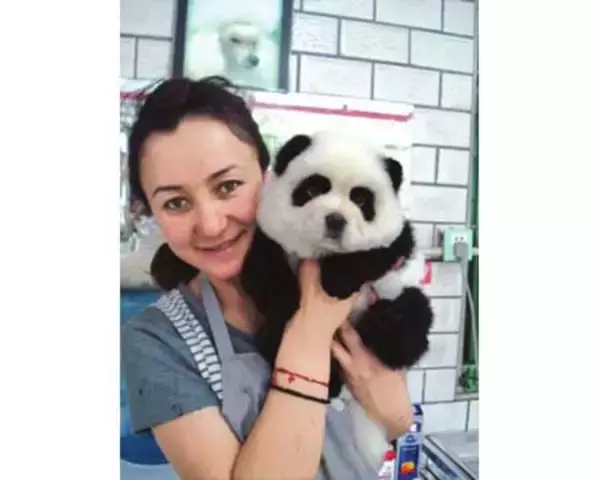 チャウチャウを「パンダ」に変身させることが流行－中国