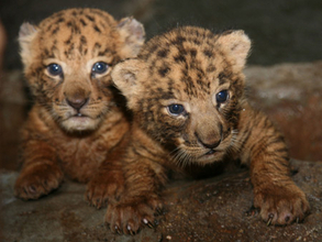珍しいライガーの双子、海南の動物園でスクスクと育つ