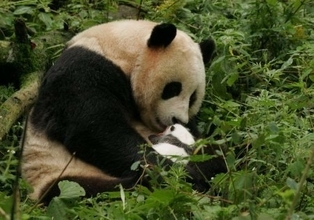 神戸市立王子動物園のパンダ「興興」、人工授精の麻酔中に死亡