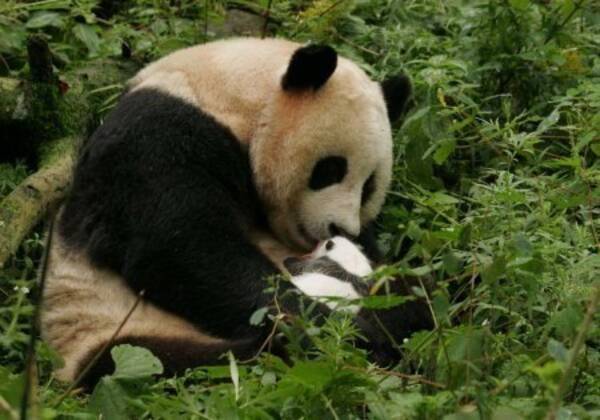 神戸市立王子動物園のパンダ 興興 人工授精の麻酔中に死亡 2010年9月10日 エキサイトニュース