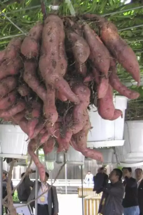 空中に実るサツマイモ、1株当たり600kg＝中国