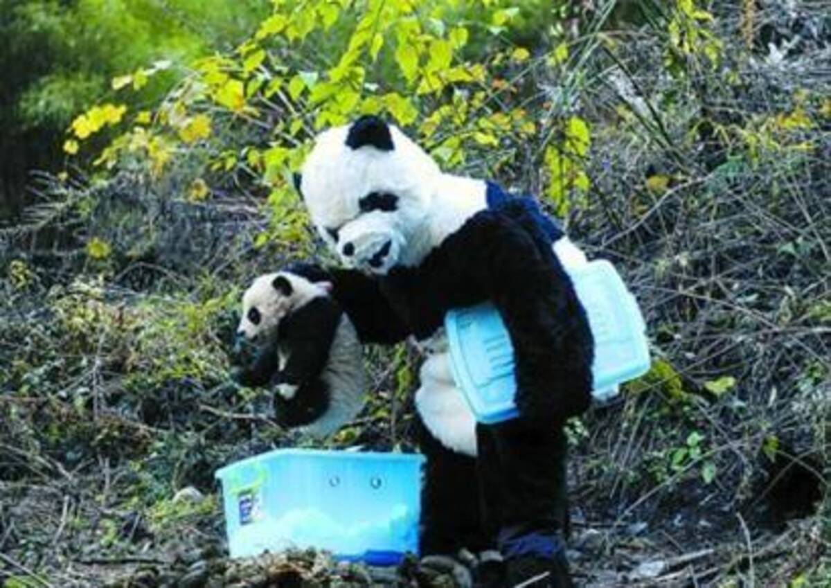 ちょっと怖い パンダの着ぐるみ着用の研究員が子パンダの健康診断 10年12月8日 エキサイトニュース