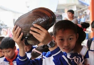 巨大ドブガイ次々に発見…長さ28cm・重さ1．9kg＝中国