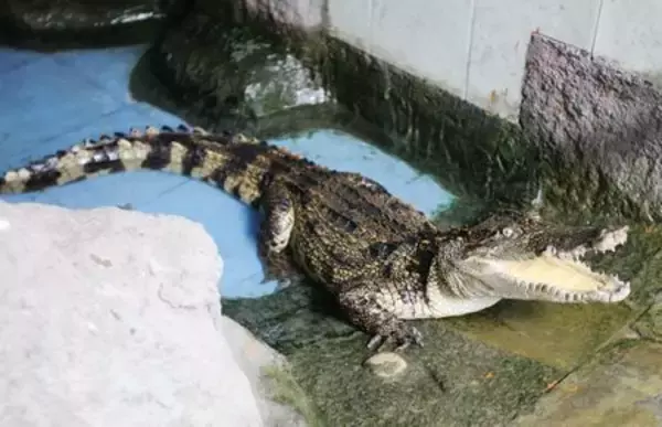 “人食いワニ”捕獲…経緯不明、外来種が長江・重慶付近で生息