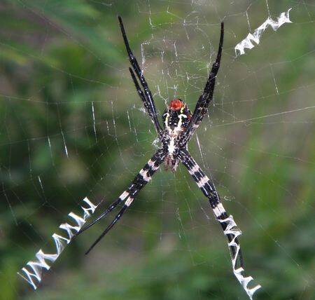 英語を書けるクモ出現 W や M をウェブで披露 安徽 11年6月23日 エキサイトニュース