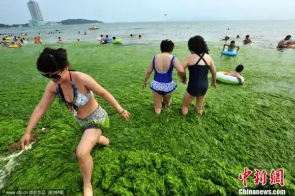 海水浴場にアオサ襲来（1）…山東・青島「夏の風物詩」