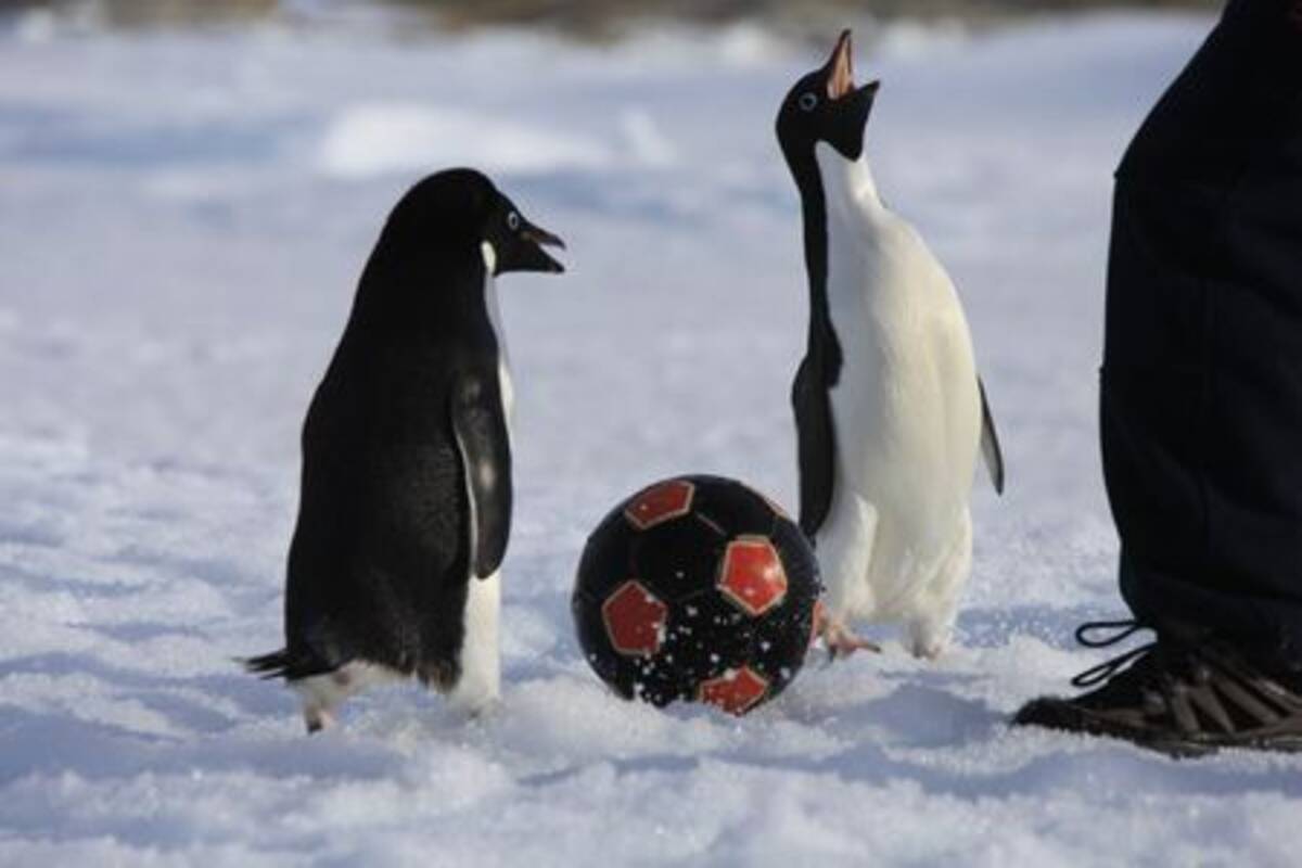 ペンギン乱入で中断 2 中国 南極観測隊が夏の雪原でサッカー 11年12月26日 エキサイトニュース