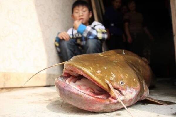 重慶で 大ナマズ 釣れた 体重22 5kg 過去最大級 12年10月30日 エキサイトニュース