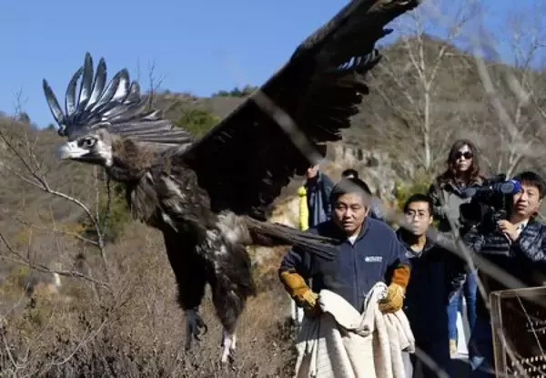 再び羽ばたけ、大空で…保護動物クロハゲワシ5羽を放す＝北京