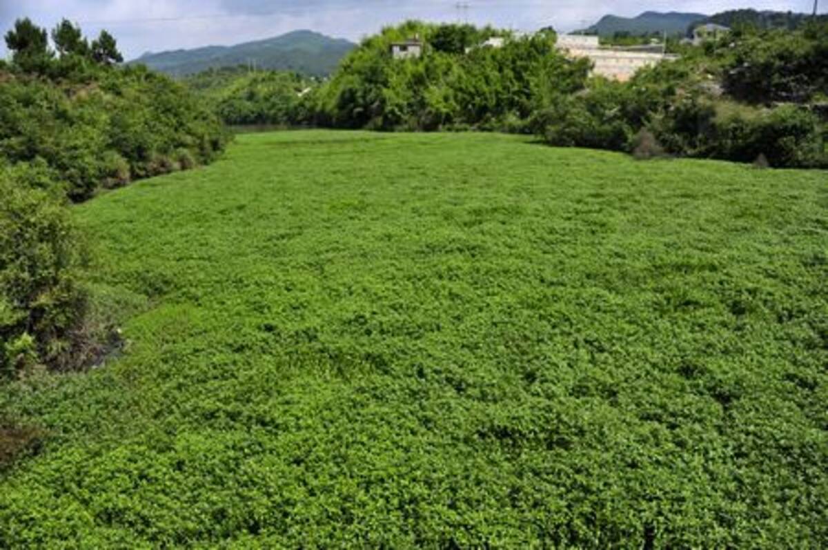 川面を 完全緑化 浮遊植物が爆発的繁殖 貴州 13年6月19日 エキサイトニュース