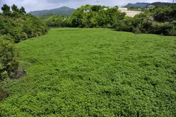 川面を「完全緑化」…浮遊植物が爆発的繁殖＝貴州