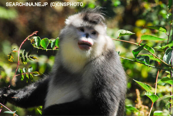 保護動物クロキンシコウの数 1年前の2倍と確認 中国雲南省 13年7月19日 エキサイトニュース