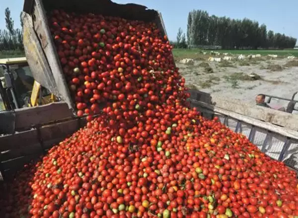 新疆南部、希望のトマト…遅ればせながら収穫ピークに