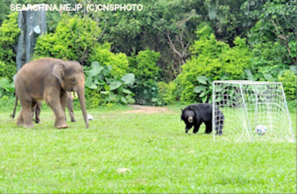 入った 動物たちのｗ杯 ゾウ対クマ 中国広東省 14年6月23日 エキサイトニュース