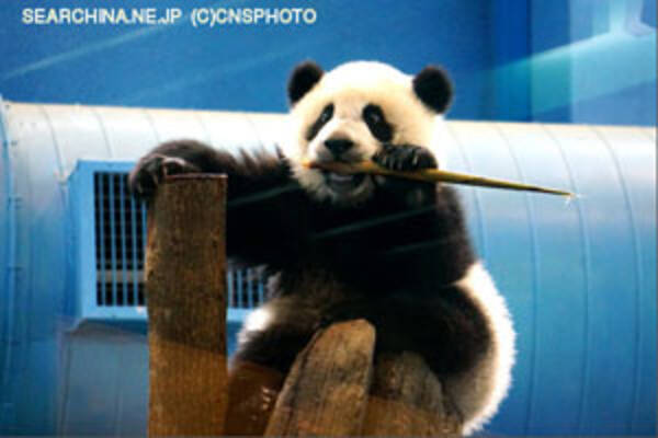 動物園のパンダが不整脈 原因は おばちゃんダンス の騒音 中国メディア 14年7月30日 エキサイトニュース