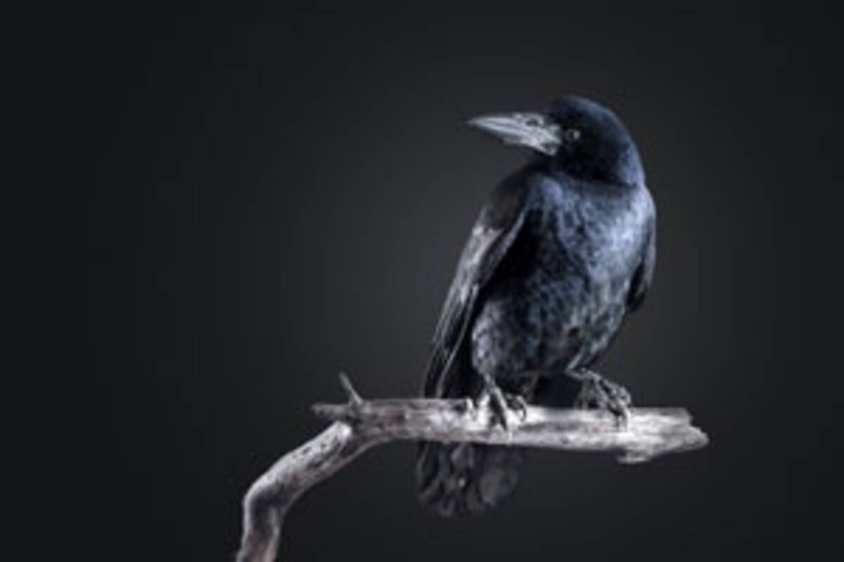 日本のカラス どうしてあんなに沢山いるの 台湾ネット 14年12月1日 エキサイトニュース