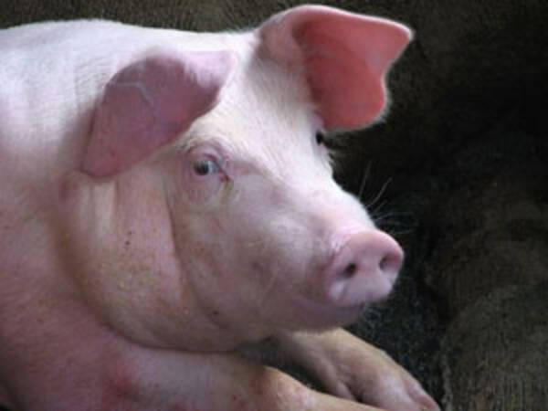 病死した豚 の肉が売りさばかれる 共産党万歳 と皮肉る中国ネット民も 中国版ツイッター 15年1月14日 エキサイトニュース