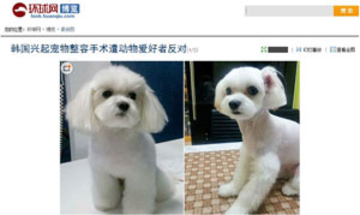 韓国では「ペット」も整形！・・・自国で反発の声も＝中国メディア