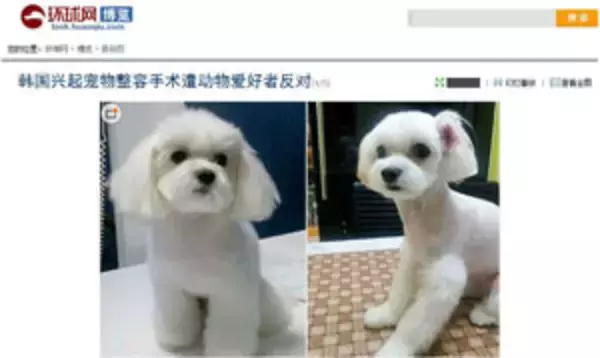 「韓国では「ペット」も整形！・・・自国で反発の声も＝中国メディア」の画像