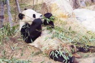 日本人は一体どれだけパンダが好きなのか？非常に身近な存在＝中国