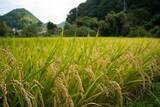 「日本のお米が中国のお米よりおいしいのは当然だ！　なぜなら日本は・・・＝中国メディア」の画像1