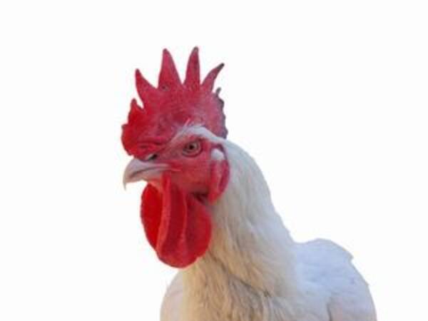 中国人もビックリ 日本の動物園で一番の人気者 なんと元 生餌 のニワトリだった 16年6月15日 エキサイトニュース