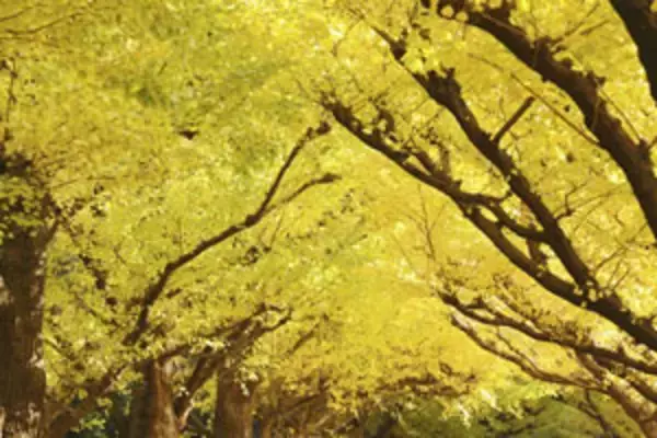 中国原産なのに！「日本のイチョウ並木は異常なほど美しい」＝中国メディア