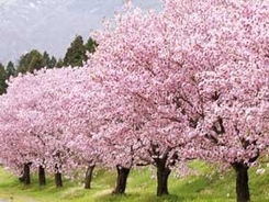 日本の「桜」は終生にわたって忘れられないほどの美しさ＝中国報道
