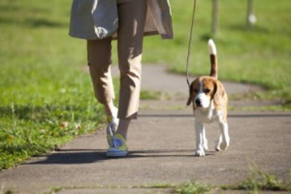 日本人は恐ろしく 驚嘆すべき民族だ 犬の散歩で水を持ち歩く理由 中国 17年3月21日 エキサイトニュース