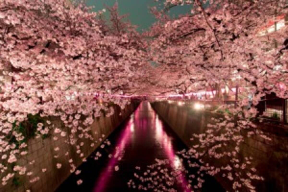 震えるほどの美しさを見せて散る桜 日本人は そこに命の無常を見る 中国 17年4月12日 エキサイトニュース