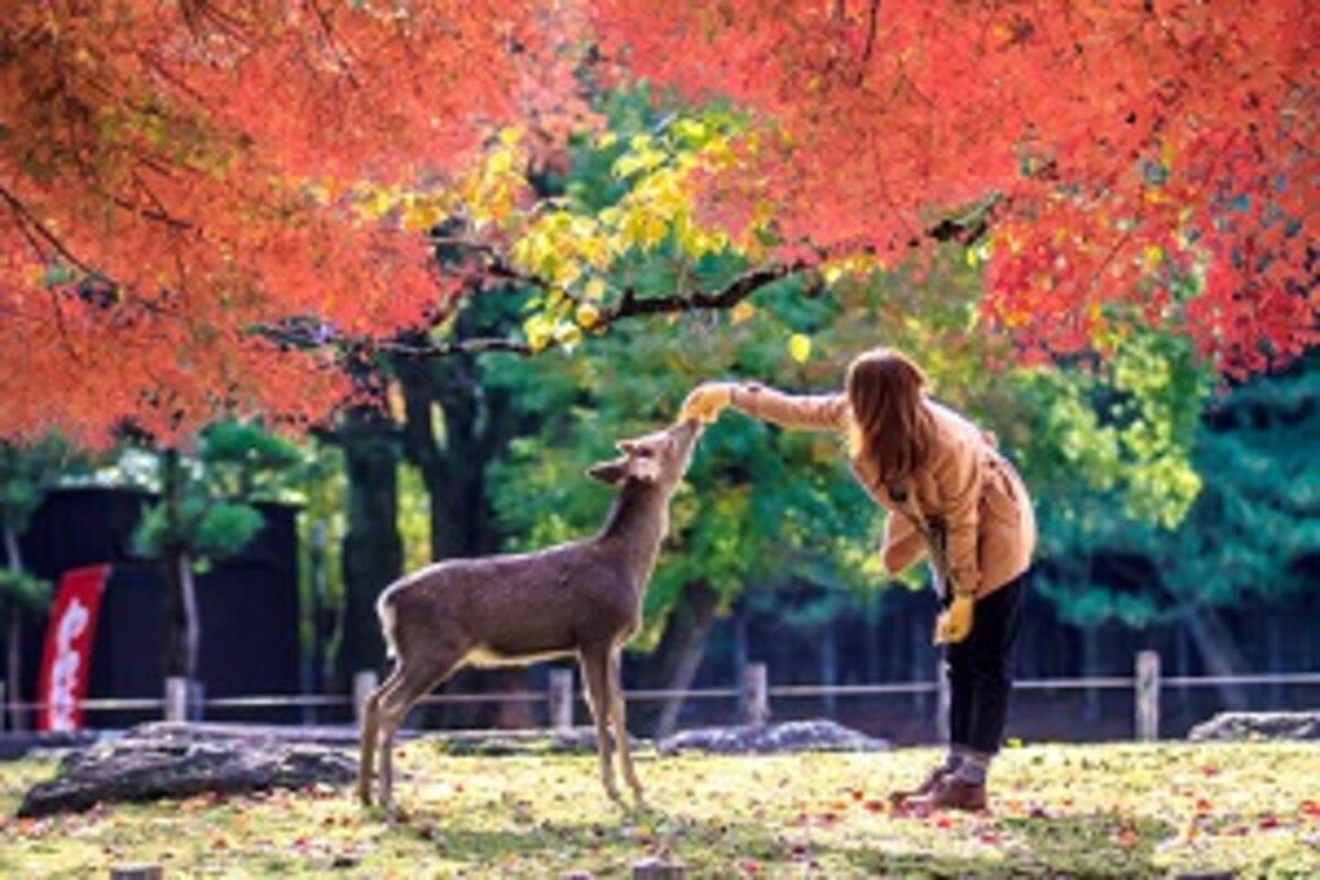 奈良公園の鹿に噛まれる観光客 ６割は中国人だった 中国メディア 2017年5月9日 エキサイトニュース