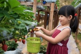 格別だった！日本のイチゴ狩りが中国人にとって「新鮮に映る」理由＝中国報道