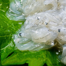 グロテスク・・・こんなものまで食べるなんて「日本人は変態だ」＝中国報道