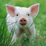 日本の食育は残忍で変態的だ！「子どもにブタを育てさせ、そして食わせるとは・・・」＝中国報道