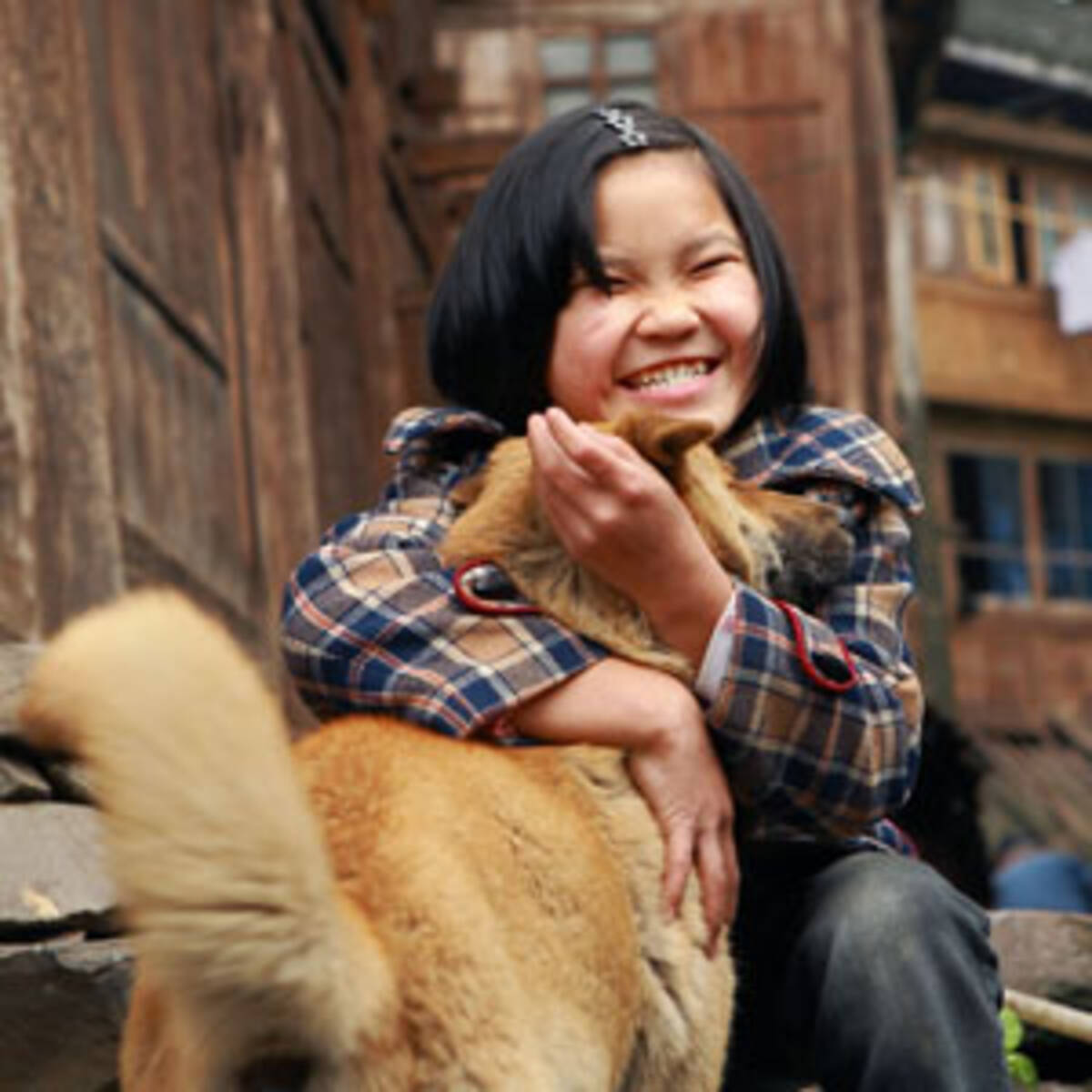 柴犬 人気の影で そっくりな中国原産の 中華田園犬 が全く脚光を浴びない理由 中国報道 17年9月25日 エキサイトニュース