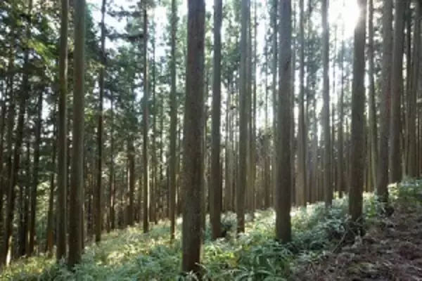 日本が中国から割り箸を大量輸入する一方で、日本から中国に大量の木材が輸出されている！＝中国メディア