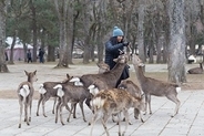 奈良公園の鹿はなぜ「中国人にばかり噛み付くのか」＝中国メディア