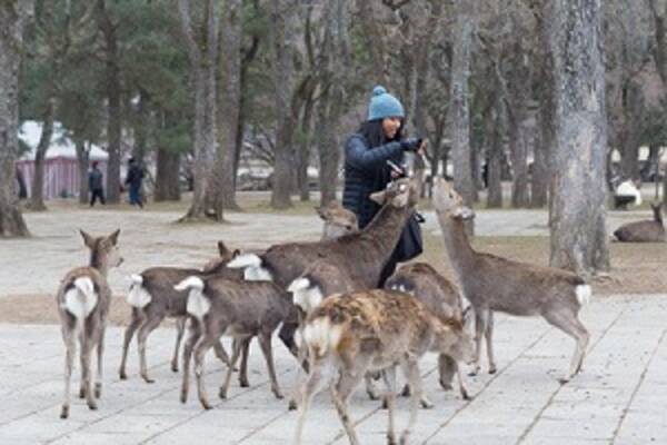 奈良公園の鹿はなぜ 中国人にばかり噛み付くのか 中国メディア 2018年2月24日 エキサイトニュース