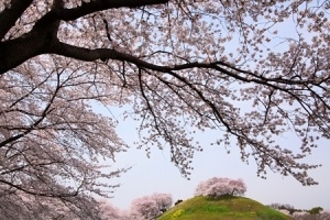 どうして中国にも桜があるのに、日本に花見に行くの？　中国人が放った一言は・・・＝中国メディア