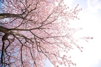 日本人と中国人は同じ「桜」を見ても、感じるものは「全然違っていた」＝中国メディア