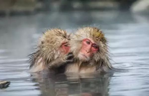 何と日本のサルは、温泉に入るだけでなく飲食店でもウエイターとして働くらしい！＝中国メディア