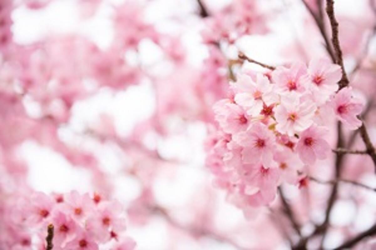 桜は日本だけのものじゃないぞ わが国の桜も外国で絶賛されている 中国 18年4月4日 エキサイトニュース
