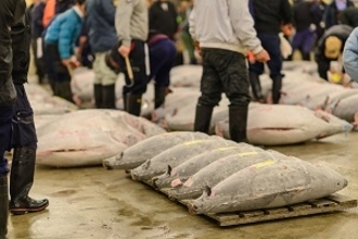 中国人が築地で驚愕する理由「ここが海鮮市場なんて信じられない」＝中国メディア